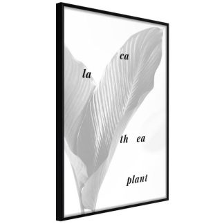 Affiche Murale | Affiche Murale Encadrée "Calathea Leaves" Affiche Murale Affiche Murale