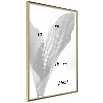 Affiche Murale | Affiche Murale Encadrée "Calathea Leaves" Affiche Murale Affiche Murale