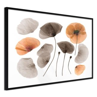 Affiche Murale | Affiche Murale Encadrée "Dried Poppies" Affiche Murale Affiche Murale