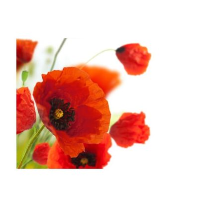 Papier Peint | Papier Peint "Poppies on the Wihite Background" Décoration Murale Multicolore