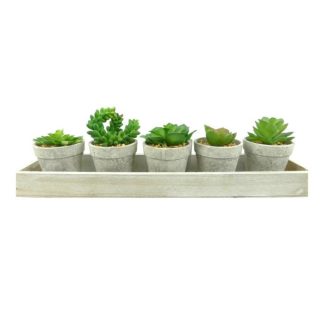 Plante Artificielle | Lot de 5 Plantes & Plateau "Succulente" 13cm Gris Plante Artificielle Gris